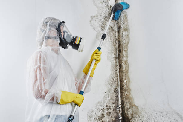 Best Affordable Mold Removal  in Parker City, IN