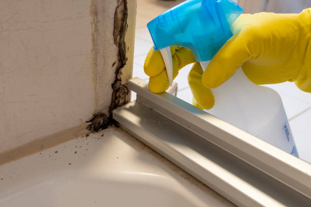 Best Certified Mold Removal  in Parker City, IN