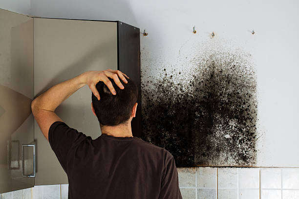 Best Water Damage Restoration  in Parker City, IN