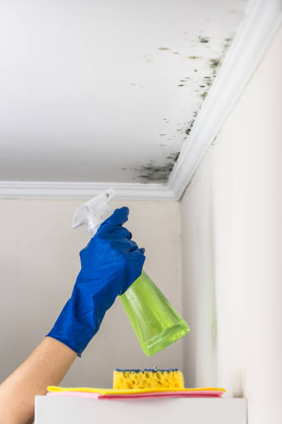 Best Fast Mold Removal  in Parker City, IN